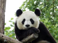 Cina, panda dello zoo di Edimburgo tornano a casa: segnale di crisi diplomatica?