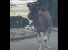 Dromedario fugge da circo e passeggia tra le auto, stupore e traffico bloccato a Marsiglia – Video