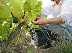 Ismea-Qualivita, nel Nord est 55% valore Dop e Igp