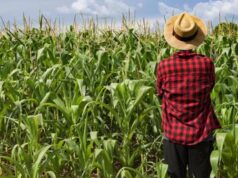 Migranti, la storia di Ravi: dal decreto flussi del 2010 al contratto di bracciante oggi