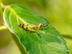 Ogni anno consumiamo 500 grammi di insetti ‘nascosti’, alert su allergie