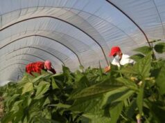 Rapporto Ismea-Qualivita, Dop economy assegna 890mila contratti di lavoro