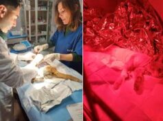 Scuoiato vivo e salvato dal canile, è morto il gattino Leone