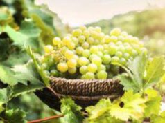 Sicilia, Fedagricoltura: “Stato di crisi eccezionale del comparto dell’uva da tavola”