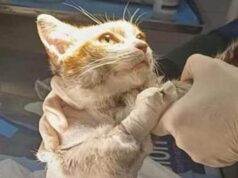 Una fiaccolata per Leone, il gattino morto dopo la tortura