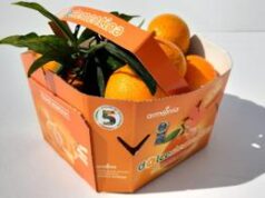 Agroalimentare: debutta sul mercato ‘Perrina’, nuova clementina tardiva made in Italy