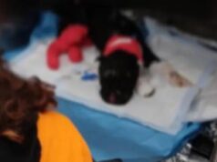 Aron non ce l’ha fatta, morto il cane bruciato vivo dal padrone a Palermo