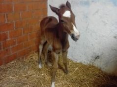Assisi, puledrina nata a Capodanno: ha un cuore bianco sulla fronte – Foto