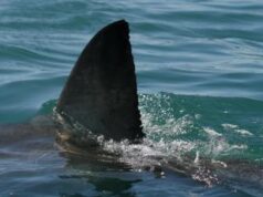 Bahamas, bambino di 10 anni attaccato da squalo in piscina resort