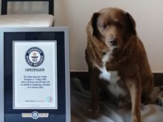 Cane ‘più longevo di sempre’? Giallo sui 31 anni suonati di Bobi