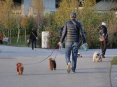 Cani grandi e piccoli, ecco chi vive di più e che malattie rischia