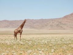 Coinbase all’assalto dell’Africa