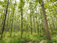 Foreste e biodiversità: il ruolo chiave delle aziende nella lotta al climate change