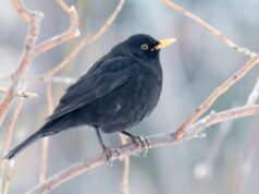 Giorni della Merla addio, sembra primavera