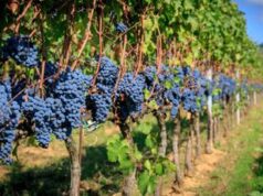 Il clima penalizza l’economia dell’agricoltura: i dati Istat