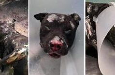 Palermo, cane bruciato dal padrone supera seconda notte. Lav: “Un guerriero”