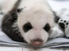 Russia, primo panda gigante nato nel Paese: si chiamerà Katyusha