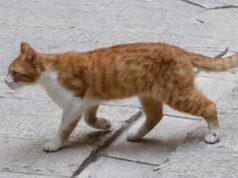 “Sei gattini dilaniati dai petardi”, Aidaa mette ‘taglia’ da 5mila euro