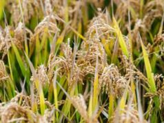 Sostenibilità: indagine, per i GenZer uno stile di vita è rigenerante quando c’è attenzione sia al proprio benessere che a quello del pianeta