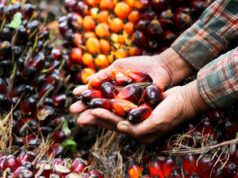 Uiops e Assitol: “Olio di palma sostenibile, versatile e sicuro”