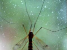 Alfonsi: ”A Roma piano disinfestazione zanzare anticipato a marzo”