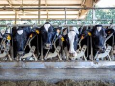 Altroconsumo, benessere animale importante ma servono informazioni affidabili