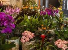 Capitanio (Aiph): “Italia tra i principali fornitori di fiori e piante”