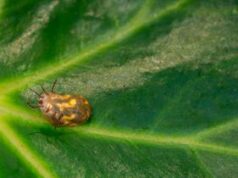 Coldiretti: “Da invasione specie aliene danni per 1 mld di euro a campi e vivai”