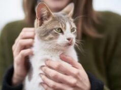 Festa del gatto 17 febbraio, perché si festeggia oggi