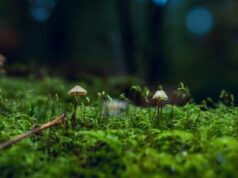 I funghi rendono sostenibili i boschi verticali?