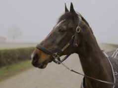 ‘Io sono Varenne, il figlio del vento’, il docu-film sul cavallo più vincente del mondo