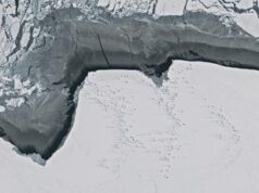 L’aviaria è arrivata in Antartide, il virus in due uccelli trovati morti