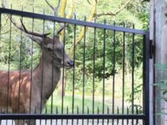 Malattia del cervo zombie allo studio del Besta: “Valutiamo rischi per l’uomo”