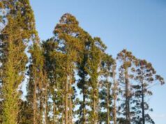 Produrre legname senza abbattere gli alberi: come funziona il Daisugi