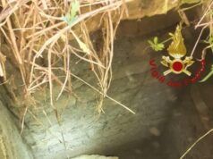 Roma, pecora cade in un pozzo profondo 4 metri: salvata da vigili del fuoco