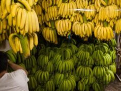 Russia, tensione con Ecuador: stop di Mosca a import banane, ecco perché