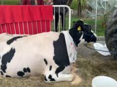 Sanremo 2024, gli agricoltori in attesa sul lungomare: “Contatti con la Rai”