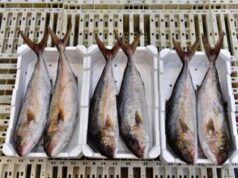 Schillaci, ‘criticità per mercurio e cadmio nel settore ittico’