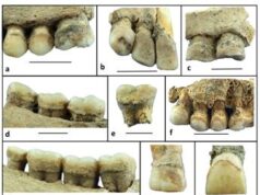 Tartaro di 6mila anni fa rivela dieta neolitica
