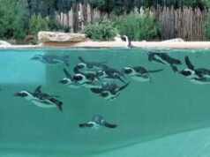 Torna la Giornata mondiale della Fauna selvatica, al Bioparco di Roma il digitale a tutela della biodiversitÃ