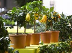 Zuliani Sgaravatti (Assoverde): “Cultura del verde sin da scuola primaria”