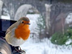 A Cipro strage di uccelli canori, uccisi e venduti sul mercato nero per essere cucinati