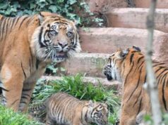 Animali, per la prima volta il Bioparco di Roma mostra la tigrotta Kala