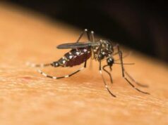 Dengue, la zanzara tigre si risveglia. “Priorità combatterla ora”