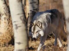 Il ritorno del lupo, oltre 20mila nell’Ue: Italia prima