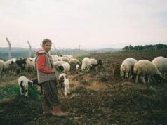 La silvo-pastorizia per combattere il riscaldamento globale