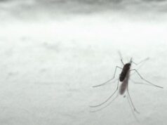 Malaria tornerà in Italia? L’esperto: “No allarme ma guardia alta”