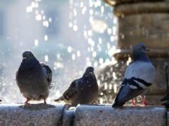 Psittacosi, alert Oms su aumento casi umani in Ue