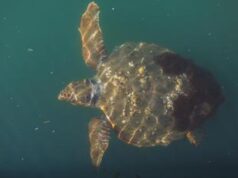 Zanzibar, mangiano carne di tartaruga: 9 morti