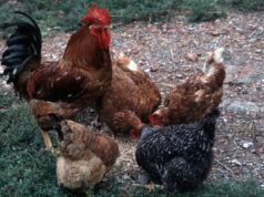 Aviaria, Andreoni: “Rischio è H5N1 nei maiali, così passaggio a uomo più facile”